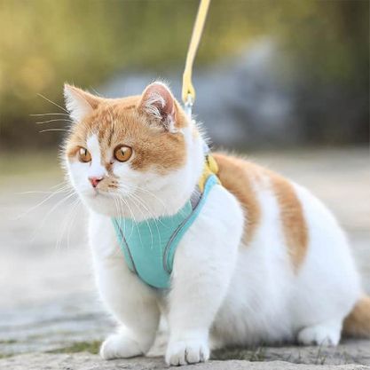 Cat Harness Leash - Image 5